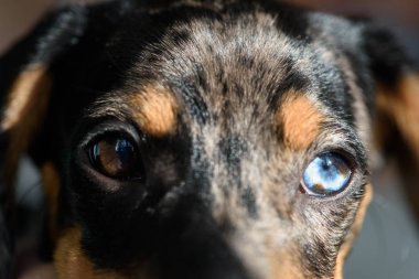 mavi göz ile rengarenk dachshund