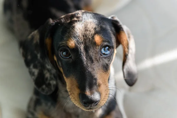 Dachshund Variegado Com Olho Azul Imagens Royalty-Free