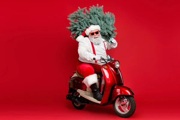 Güzel sakallı, neşeli, neşeli, eğlenceli Noel Baba 'nın portresi. Motosiklete biniyor, üzerinde taze doğal ağaç indirimi taşıyor. Parlak, parlak, kırmızı arka planda izole edilmiş. — Stok fotoğraf
