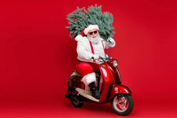 Retrato de sua ele agradável barbudo alegre positivo alegre funky Santa equitação ciclomotor carregando fresco natural árvore venda desconto isolado no brilhante vívido brilho vibrante cor vermelha fundo — Fotografia de Stock