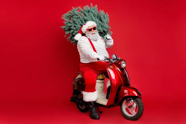 Retrato de sua bela barriga grande gordura barbuda alegre Papai Noel sentado no ciclomotor carregando árvore de abeto sonho inverno fada ho-ho-ho isolado no brilho vívido brilhante vibrante cor vermelha fundo — Fotografia de Stock