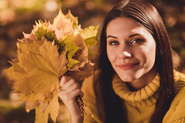 Close up portret uroczej dziewczyny jesień królowa piękno dziewczyna cieszyć natura złoty las relaks trzymać zbierać klon pomarańczowy kolor liście nosić pullover — Zdjęcie stockowe