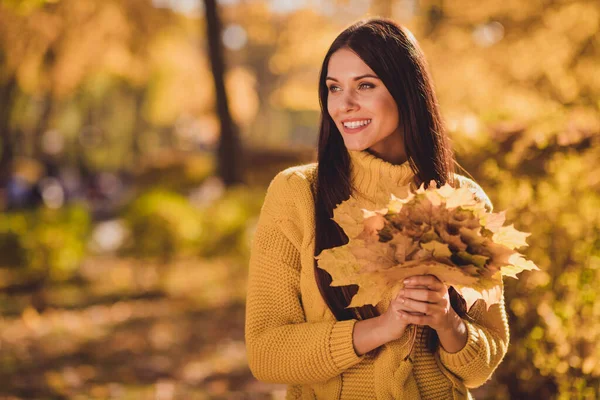 Photo of charming atrakcyjny model dziewczyny pozowanie na jesień park sesji zdjęciowej wygląd copyspace hold zbierać klon liście nosić sweter — Zdjęcie stockowe