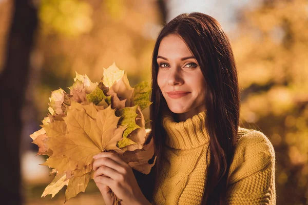Zdjęcie ładne ładna dziewczyna turysta mają upadek las dziki gaj chłopak data reszta dobrze wyglądać w aparacie trzymać zebrać żółty klon liście nosić sweter — Zdjęcie stockowe