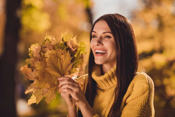 Zdjęcie pozytywnej wesołej dziewczyny jesienią park sesji zdjęciowej wygląd zębaty uśmiechnięty uchwyt zebrać żółty klon liście nosić sweter — Zdjęcie stockowe