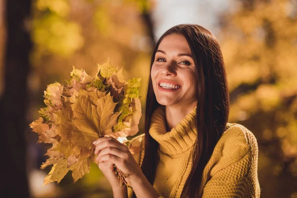 Portret pozytywnej wesoły dziewczyna turysta cieszyć dziki upadek natura las zebrać trzymać klon liście nosić żółty sweter — Zdjęcie stockowe