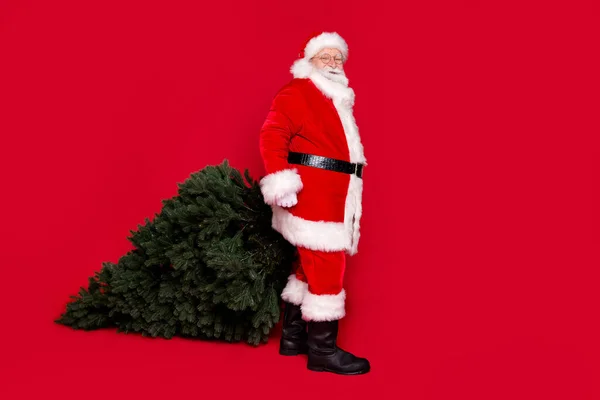 Full length body size profile side view of his he handsome fat overweight cheery Santa carrying green fir tree newyear pure ecology 2021 isolated bright vivid shine vibrant red color background — Stock Photo, Image