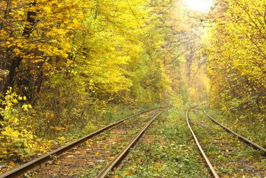 Tramvay raylar sonbahar orman, Kiev, Ukrayna