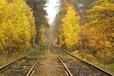 Tramvay raylar sonbahar orman, Kiev, Ukrayna