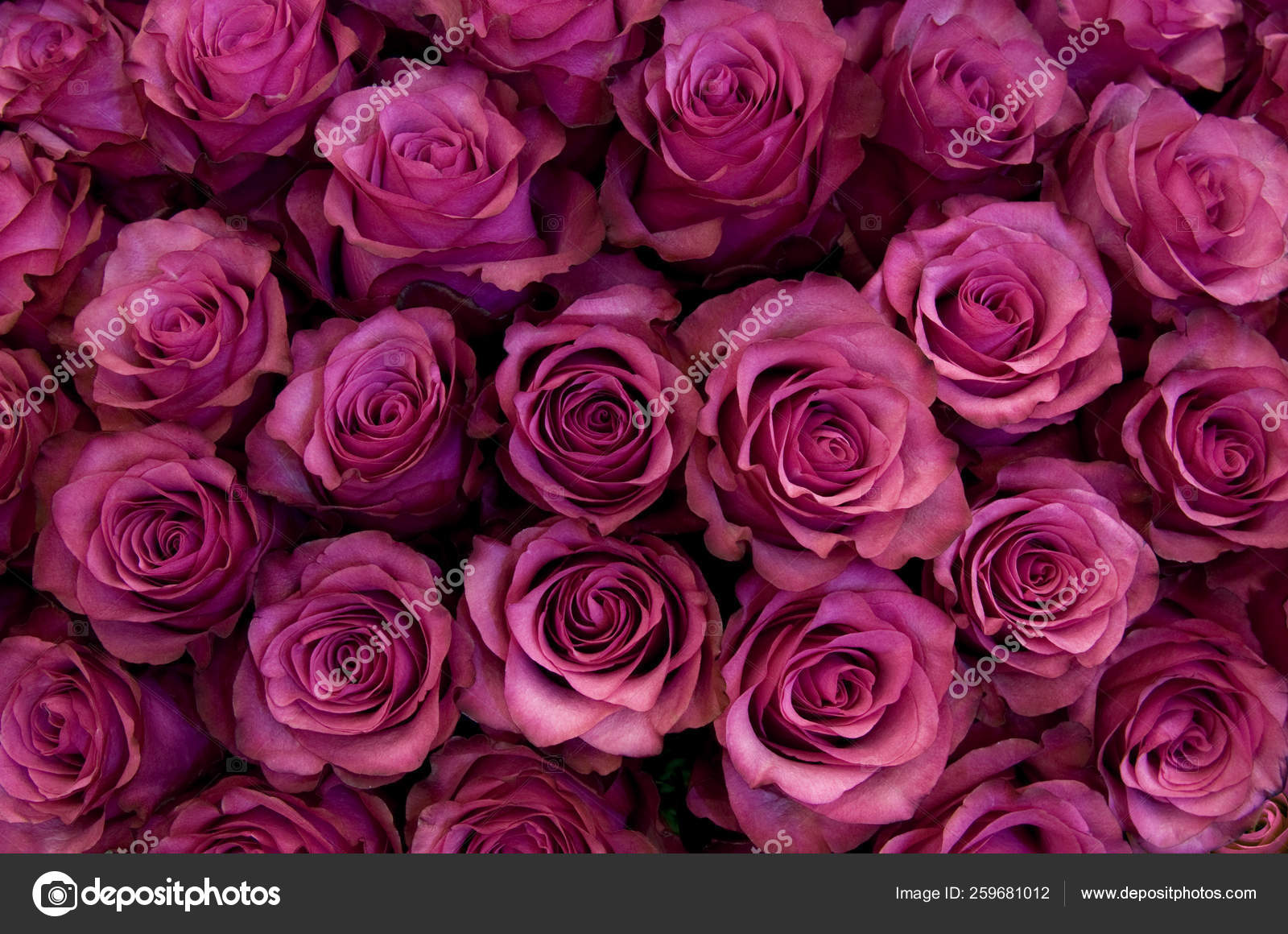 Big Bunch Fresh Dark Pink Roses Bouquete Close Texture Background Stock  Photo by ©Nikusha1606 259681012