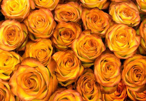 Duża Wiązka Świeżych Ciemnożółtych Róż Bouquete Bliska Tekstura Tła — Zdjęcie stockowe