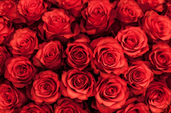 Большая Группа Свежих Красных Роз Букете Закрыть Фон Текстуры Лицензионные Стоковые Изображения