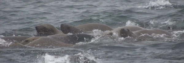 Primer Plano Los Leones Marinos Estibadores Salvajes Eumetopias Jubatus Isla — Foto de Stock