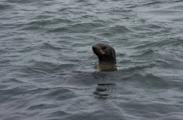 Primer Plano Foca Silvestre Del Norte Callorhinus Ursinus Isla Tuleniy — Foto de Stock