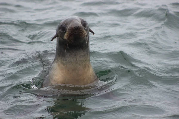 Vahşi kuzey kürk (Callorhinus ursinus) Tuleniy ada (Sakhalin ve Kuril) su üzerindeki mühür, yağmurlu ve sisli gün yakın çekim