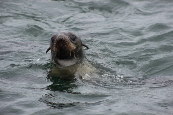 Primer Plano Foca Silvestre Del Norte Callorhinus Ursinus Isla Tuleniy — Foto de Stock