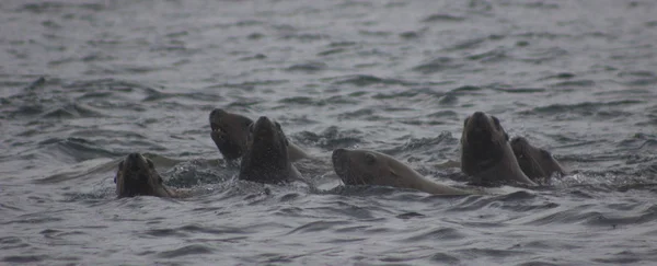 在雨天和薄雾日在 Tuleniy Steller 和千岛 上的野生海狮 Eumetopias Jubatus — 图库照片
