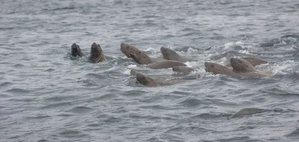 Gros Plan Otarie Steller Sauvage Eumetopias Jubatus Sur Île Tuleniy — Photo