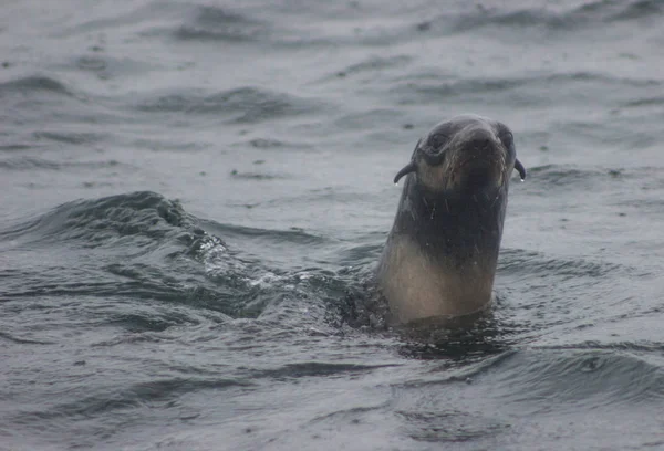 Zblízka Divoké Lachtana Callorhinus Ursinus Ostrově Tuleniy Poblíž Sachalin Kurilské — Stock fotografie