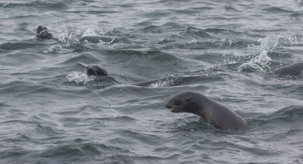 雨雾天 Tuleniy Ursinus 和千岛 野生北方毛皮海豹 Callorhinus — 图库照片