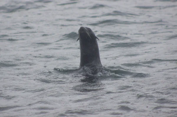 Close Foca Norte Selvagem Callorhinus Ursinus Ilha Tuleniy Perto Sakhalin — Fotografia de Stock