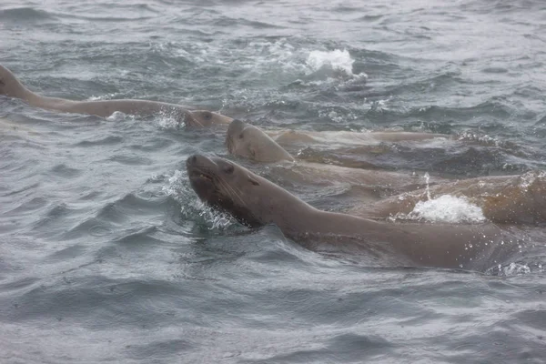 雨と霧の日に水の上 サハリンと千島 近くの Tuleniy 島に野生の大鷲アシカ Eumetopias Jubatus のクローズ アップ — ストック写真