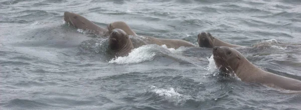 Close Wild Steller Sea Lions Eumetopias Jubatus Tuleniy Island Sakhalin — Stock Photo, Image