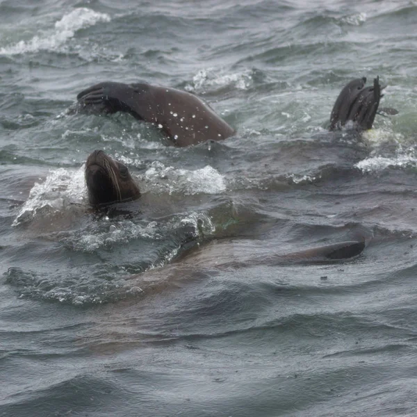 在雨天和薄雾日在 Tuleniy Steller 和千岛 上的野生海狮 Eumetopias Jubatus — 图库照片