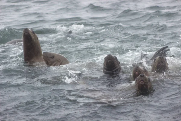 雨と霧の日に水の上 サハリンと千島 近くの Tuleniy 島に野生の大鷲アシカ Eumetopias Jubatus のクローズ アップ — ストック写真