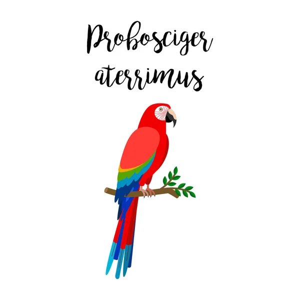 Exotic tropical probosciger aterrimus bird