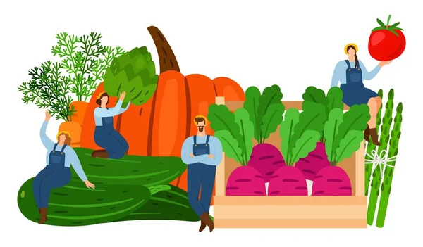 Farmers and vegetables. Harvest time vector illustration. Fresh vegetables and tiny flat characters