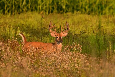 Beyaz kuyruklu bir erkek geyik geyiği kadife boynuzlarıyla sonbahar otlağında koşuyor.