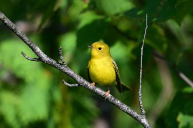 Şirin küçük sarı bülbül bir dala tünemiş.