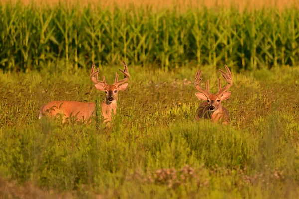 İki beyaz kuyruklu geyik geyiği ve kadife boynuzları sonbahar otlağında duruyor.