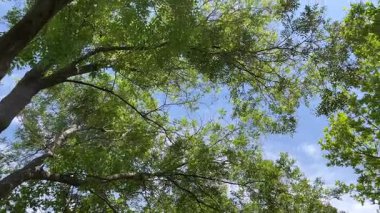 Green tree canopy with sunlight shining through branches and blue sky