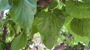 Close-up of mulberry tree leaves in summer sunlight