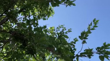 Close-up of mulberry tree leaves in summer sunlight