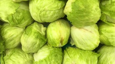 Fresh green lettuce vegetable with crisp leafy texture