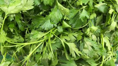 Fresh green parsley leaves in bunch displayed at market