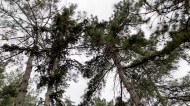 Looking up view of tall pine trees against cloudy sky in forest