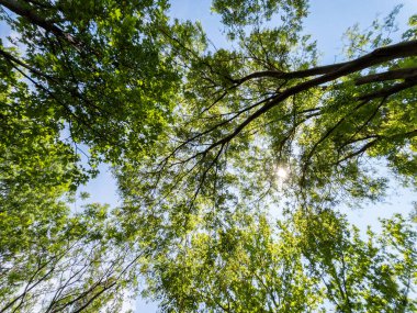 Ormandaki bir ağacın alt manzarası