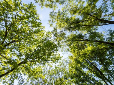 Ormandaki bir ağacın alt manzarası