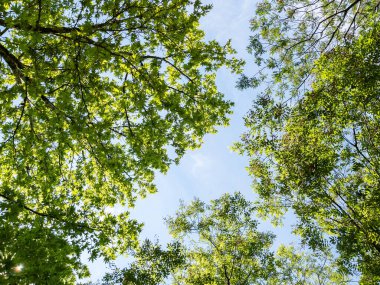 Ormandaki bir ağacın alt manzarası