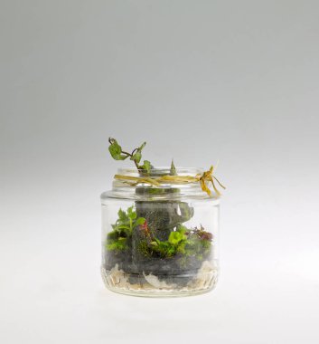Bitki aranjman cam kavanozda. Dekoratif terrarium