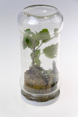 Bitki aranjman cam kavanoz aşağı bir yukarı yönlü. Dekoratif terrarium