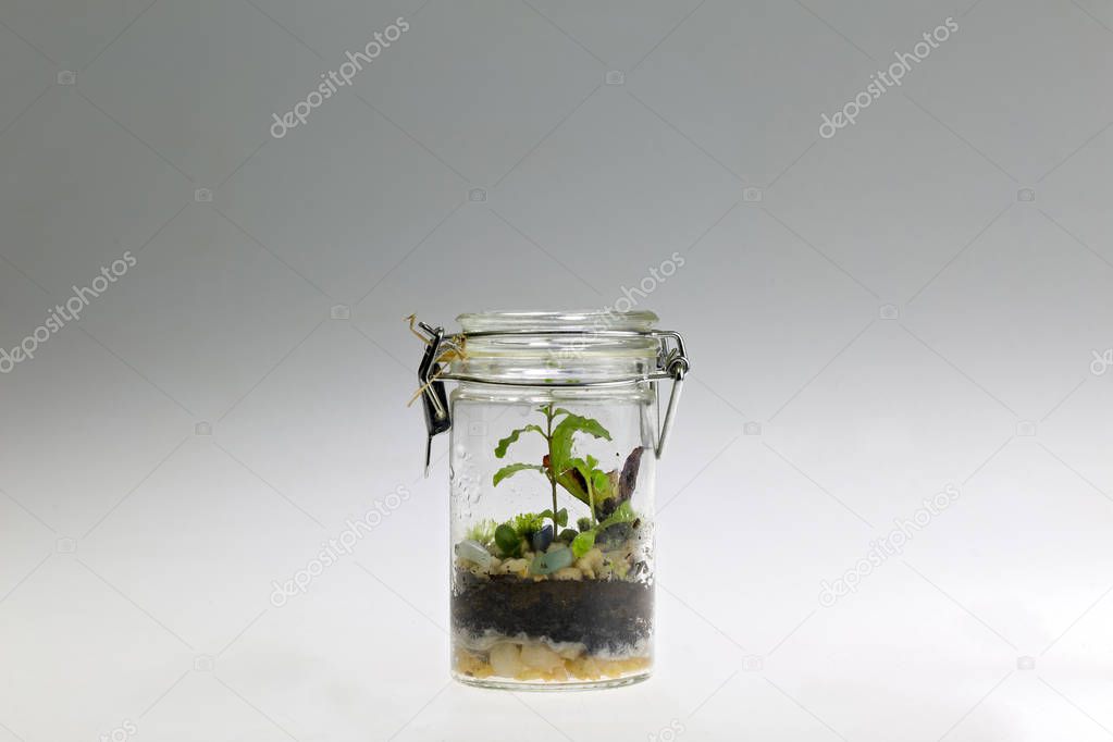 Plant arrangement in a mason jar. Decorative terrarium