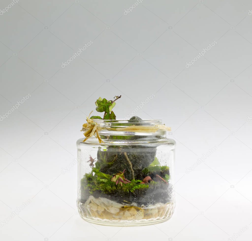 Plant arrangement in a glass jar. Decorative terrarium