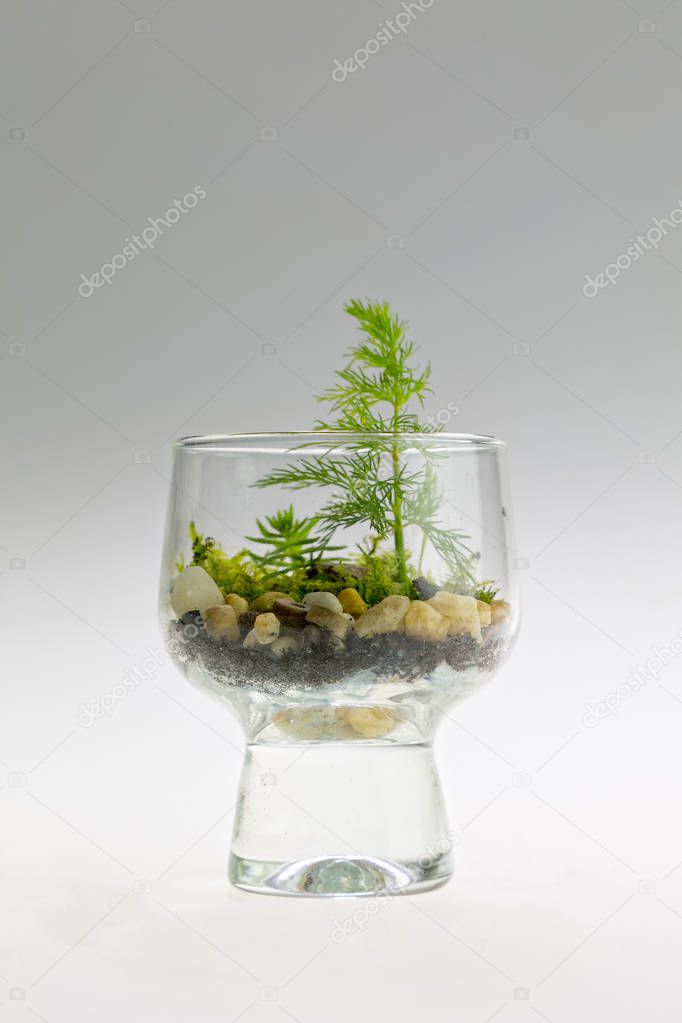 Plant arrangement in a drinking glass. Decorative terrarium in a cup.