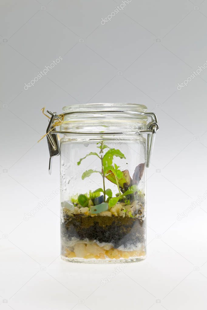 Plant arrangement in a mason jar. Decorative terrarium