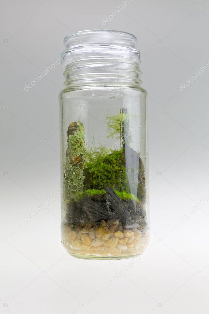 Plant arrangement in a glass jar. Decorative terrarium